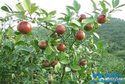 菌菇湯（菌菇湯怎樣做才好喝）