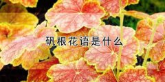 礬根的花語(yǔ)_礬根的寓意和象征是什么